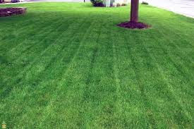Tree Climbing close to house.